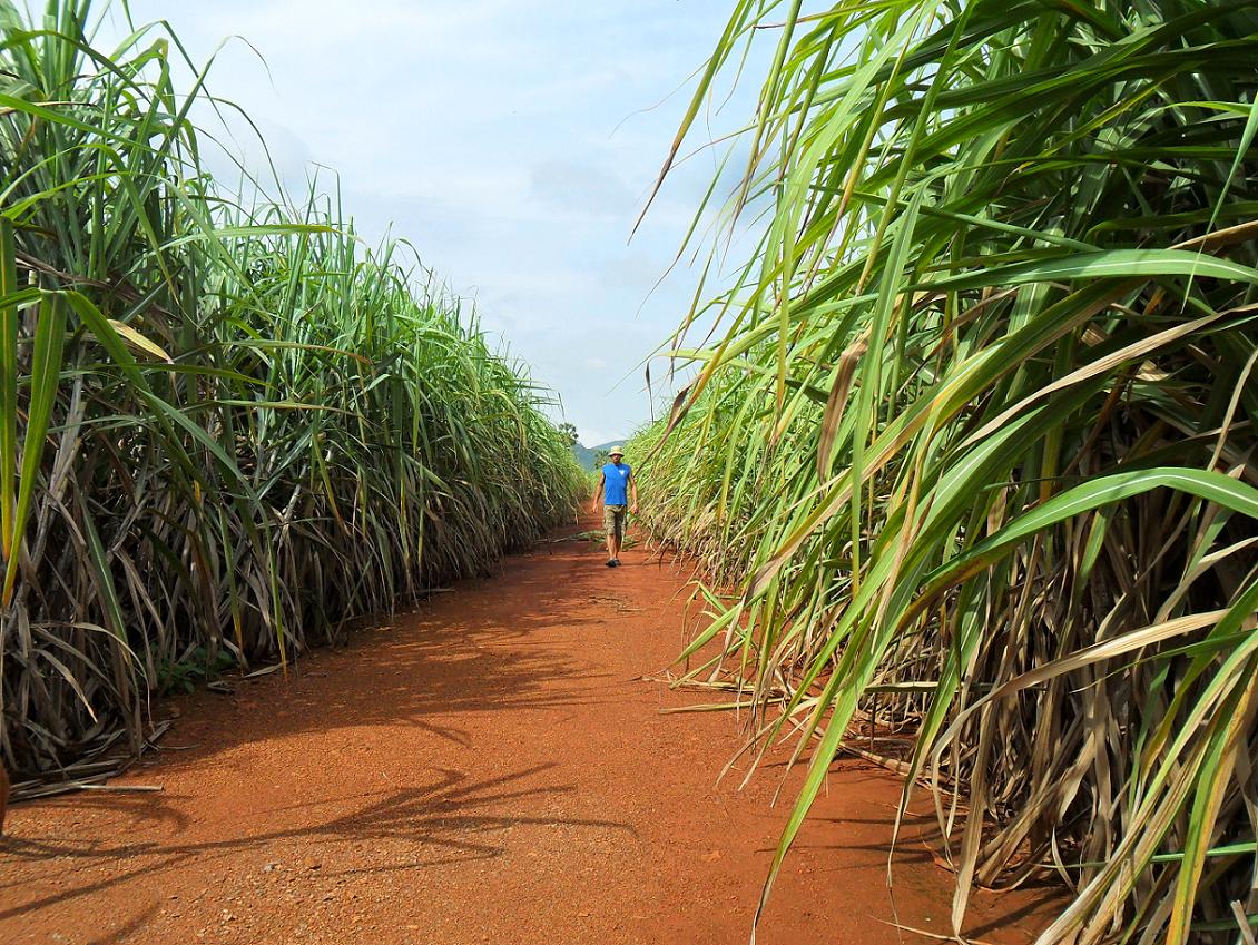 sugar cane farm